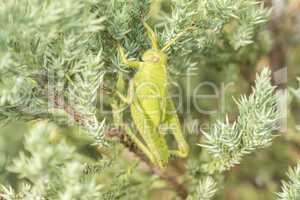 Grasshoppers remaining in a plant, Acrididae