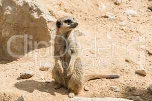 Suricata suricatta, Meerkat