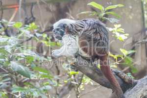 Saguinus Oedipus, Cotton-top tamarin