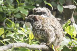 Saguinus imperator, Tamarin Emperor