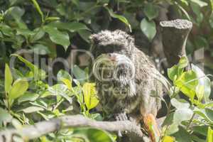 Saguinus imperator, Tamarin Emperor