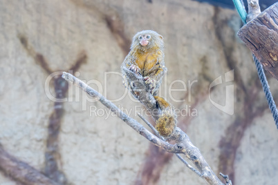 Callithrix pygmaea, Pygmy marmoset