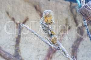 Callithrix pygmaea, Pygmy marmoset