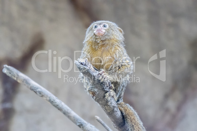 Callithrix pygmaea, Pygmy marmoset