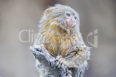 Callithrix pygmaea, Pygmy marmoset