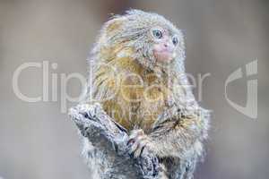 Callithrix pygmaea, Pygmy marmoset