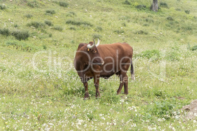 Bull in a flowery meadow