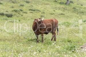 Bull in a flowery meadow