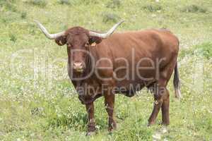 Bull in a flowery meadow