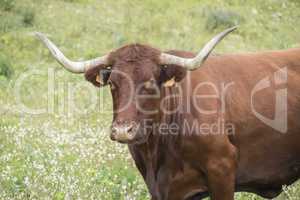 Bull in a flowery meadow