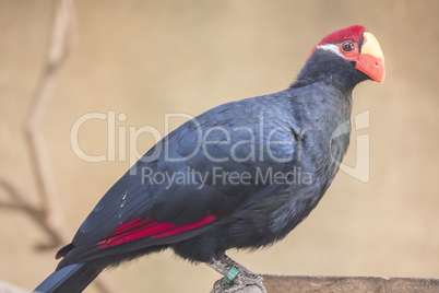 Musophaga violacea, Violet turaco