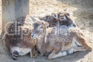 Two European mouflons resting quietly, Ovis Musimon