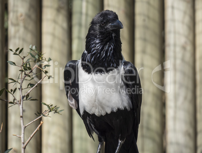 Pied crow, Corvus albus, single bird