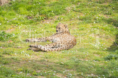 Cheetah resting lying on the grass, Acinonyx jubatus