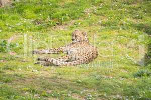 Cheetah resting lying on the grass, Acinonyx jubatus