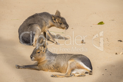 Two Mara resting on the sand, Dolichotis patagona