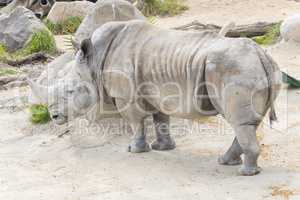 White rhinoceros calm and relaxed, Ceratotherium simum