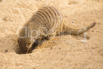 Banded mongoose digging in the sand, Mungos mungo