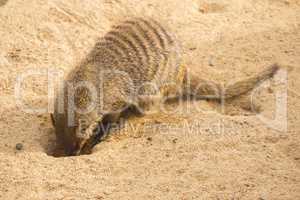Banded mongoose digging in the sand, Mungos mungo