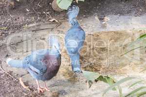 Two Victoria Crowned Pigeon, Columbidae