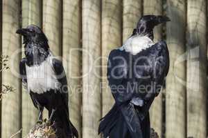 Pied crow, Corvus albus, single bird