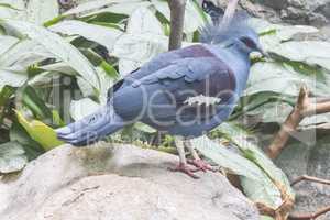 Blue Crowned Pigeon, Columbidae