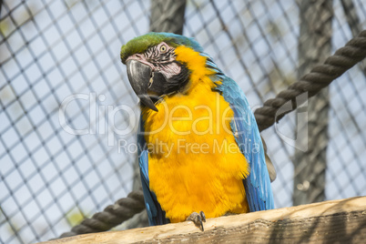 Macaw, blue and yellow, Ara Ararauna