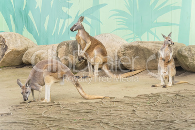 Red Kangaroo family, Macropus Rufus