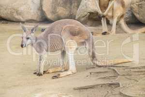 Red Kangaroo, Macropus Rufus