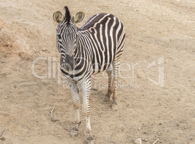 Zebra Chapman, Equus Burchelli Chapmani