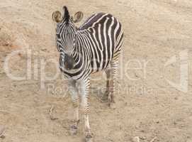 Zebra Chapman, Equus Burchelli Chapmani