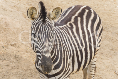 Zebra Chapman, Equus Burchelli Chapmani