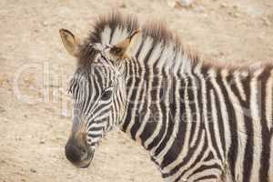 Young Zebra Chapman, Equus Burchelli Chapmani