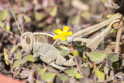 Acanthacris ruficornis grasshopper in the grass