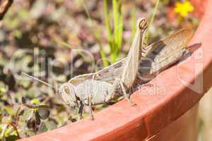 Acanthacris ruficornis grasshopper on the edge of a pot