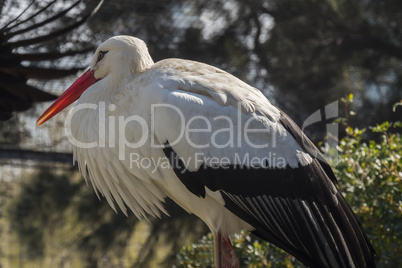 Common Stork, Ciconia ciconia