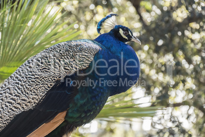 Portrait of beautiful peacock, Pavo cristatus