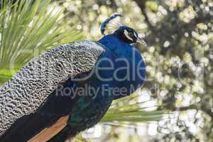 Portrait of beautiful peacock, Pavo cristatus