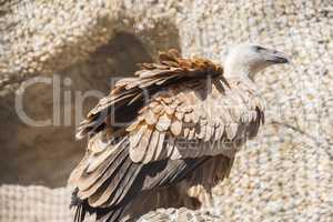 Closeup portrait of Griffon Vulture, Gyps Fulvus