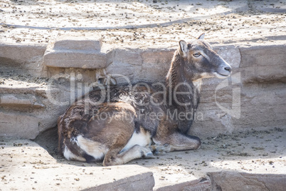 European mouflon resting quietly, Ovis Musimon