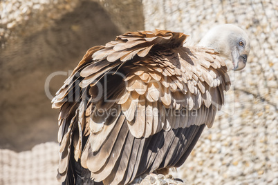 Closeup portrait of Griffon Vulture, Gyps Fulvus