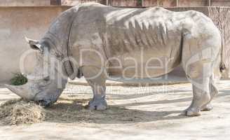 Rhinoceros eating grass, Ceratotherium Simun
