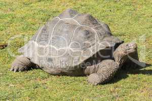 Giant tortoise basking in the sun, Tortoise Aldabra giant