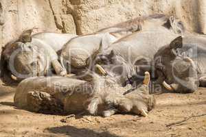 Warthoq family sleeping in the sun, Phacochoerus africanus