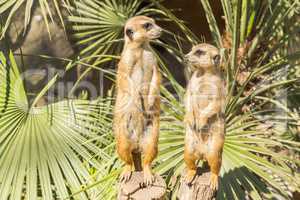 Meerkats to the sun prying, Suricata suricatta