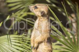 Meerkats to the sun prying, Suricata suricatta