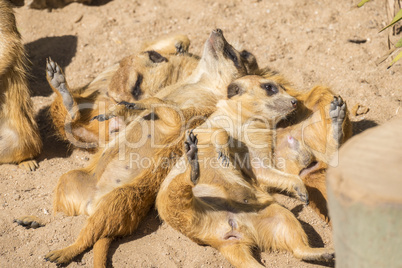 Meerkats to the sun prying, Suricata suricatta