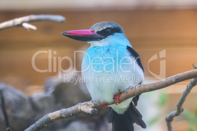 Blue-Breasted Kingfisher staying quiet on a branch, Halcyon mali