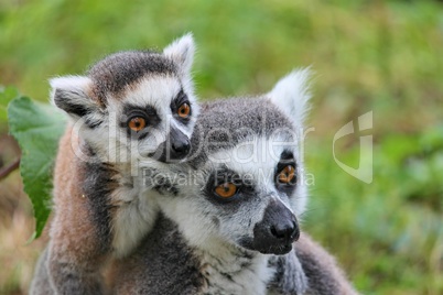 zwei Lemurenaffen