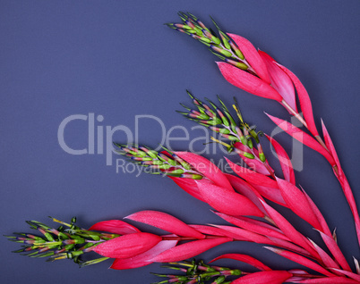 red flower of Billbergia